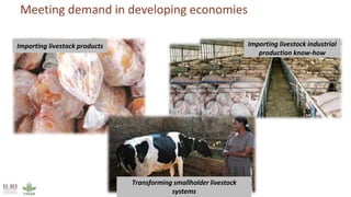 Better lives through livestock: ILRI in SADC Region 