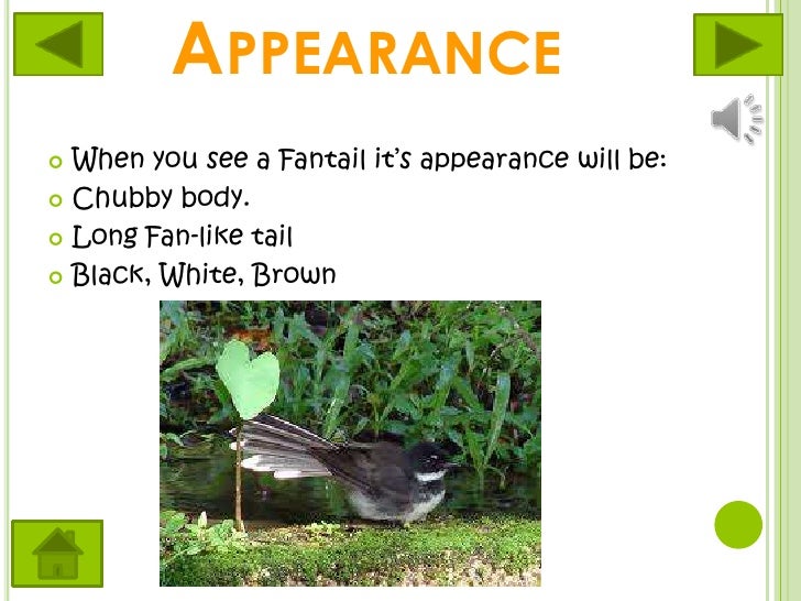 Fantail facts power point
