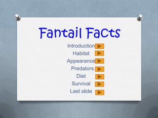 Fantail Facts
    Introduction
       Habitat
    Appearance
      Predators
        Diet
      Survival
     Last slide
 