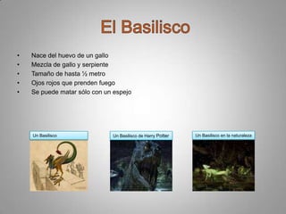 •
•
•
•
•

Nace del huevo de un gallo
Mezcla de gallo y serpiente
Tamaño de hasta ½ metro
Ojos rojos que prenden fuego
Se puede matar sólo con un espejo

Un Basilisco

Un Basilisco de Harry Potter

Un Basilisco en la naturaleza

 