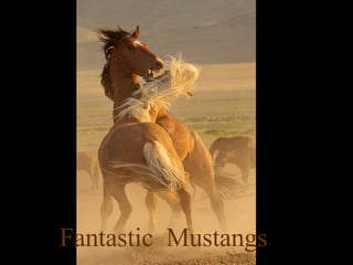 Fantastic  Mustangs 