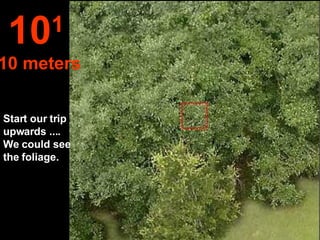 Start our trip upwards ....  We could see the foliage. 10 1   10 meters 