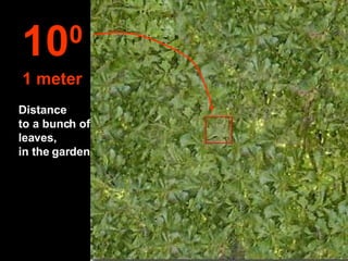 Distance  to a bunch of leaves,  in the garden 10 0 1 meter 
