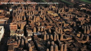 Hulubarie in Mit-Hamre, Egipt. Porumbeii sunt crescuti pentru carne.
 
