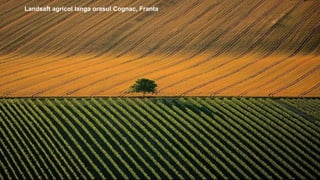 Landsaft agricol langa orasul Cognac, Franta
 