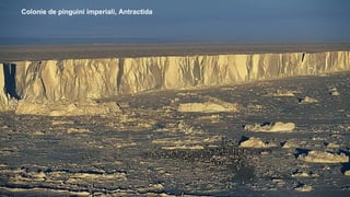 Colonie de pinguini imperiali, Antractida
 