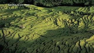 Suprafete de orez, Nepal.
 