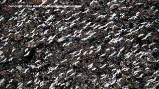 Gunoiste in San Domingo, Republica Dominicana
 