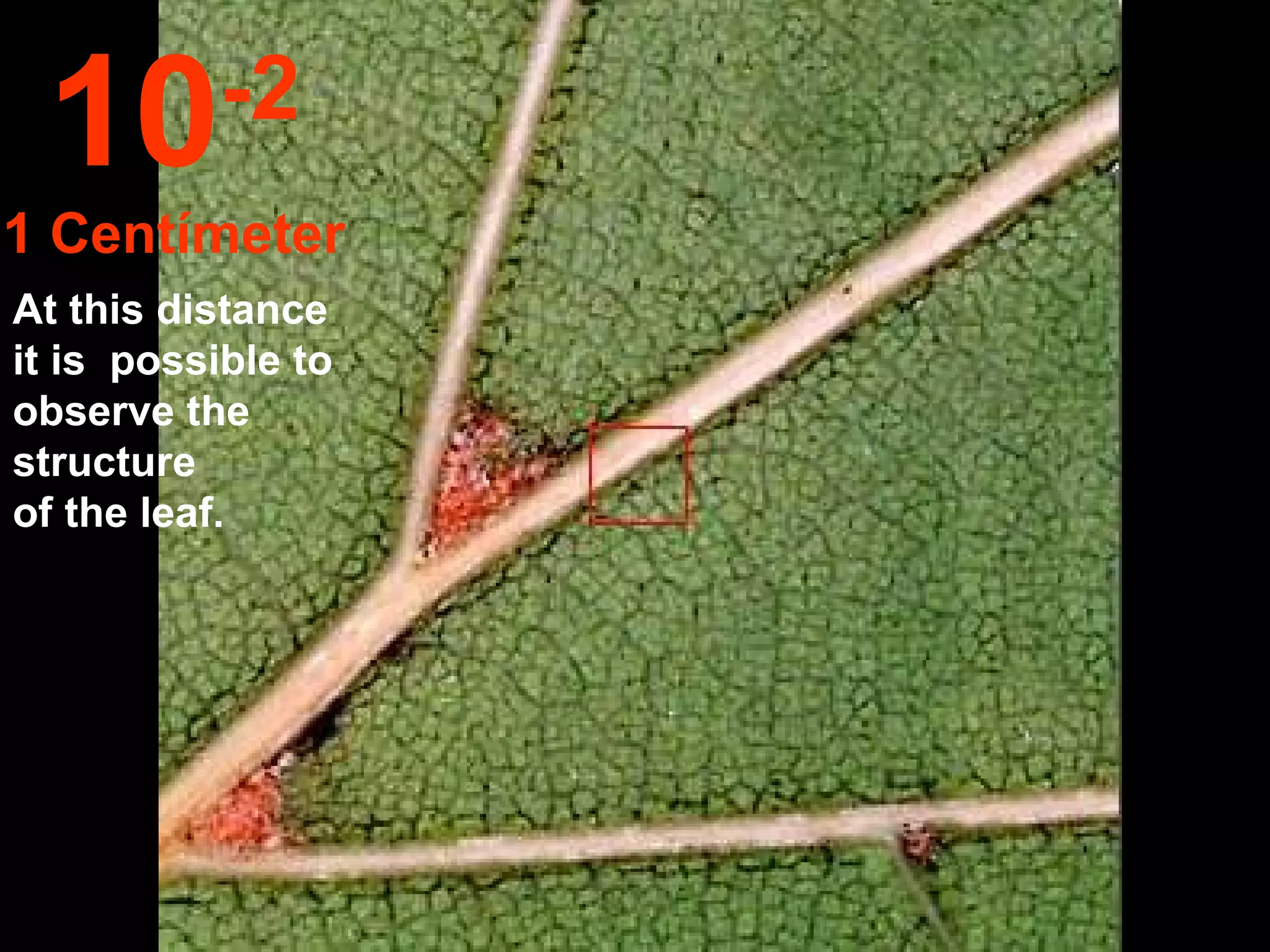 10        -2
1 Centímeter
At this distance
it is possible to
observe the
structure
of the leaf.
 