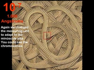 10      -7
  1.000
Angstroms
Again we changed
the messuring unit
to adapt to the
minúscule size.
You could see the
chromosomes.
 