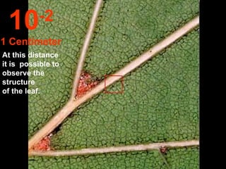 At this distance it is  possible to observe the  structure  of the leaf. 10 -2 1 Centímeter 