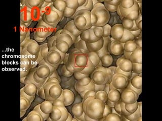 ...the chromosóme blocks can be observed. 10 -9 1 Nanometer 