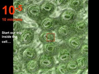 10 -5
10 microns


Start our trip
inside the
cell...
 