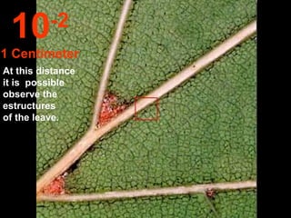 At this distance it is  possible observe the  estructures  of the leave. 10 -2 1 Centímeter 