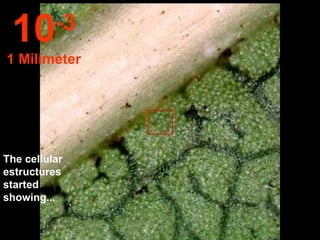 The cellular estructures started showing... 10 -3 1 Milímeter 