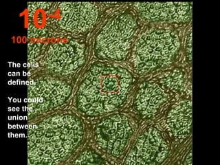 The cells can be defined.  You could see the union between them. 10 -4 100 microns 