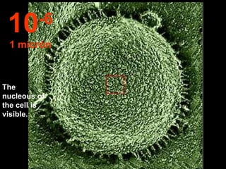The nucleous of the cell is visible. 10 -6 1 micrón 
