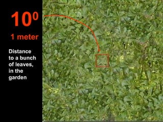 Distance  to a bunch of leaves,  in the garden 10 0 1 meter 