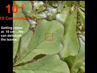 Getting closer at  10 cm ...We can delineate the leaves. 10 -1 10 Centímeters 