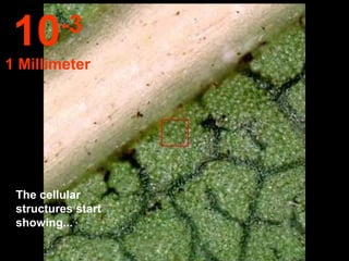 The cellular structures start showing... 10 -3 1 Millímeter 