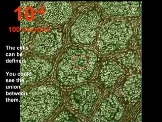 The cells can be defined.  You could see the union between them. 10 -4 100 microns 