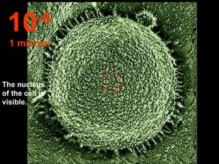 The nucleus of the cell is visible. 10 -6 1 micrón 