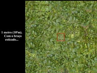 1 metro (10 0 m).  Com o braço esticado... 