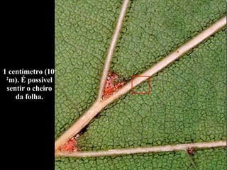 1 centímetro (10 -2 m). É possível sentir o cheiro da folha. 