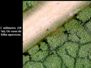 1  milímetro  (10 -3 m). Os vasos da folha aparecem. 