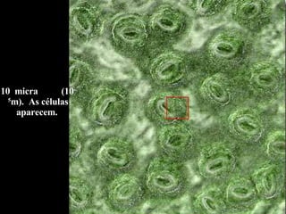 10  micra  (10 -5 m).  As células aparecem.  