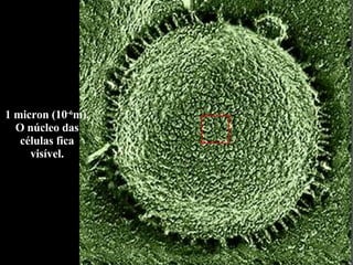 1 micron (10 -6 m). O núcleo das células fica visível. 