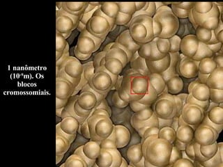 1 nanômetro (10 -9 m). Os blocos cromossomiais. 