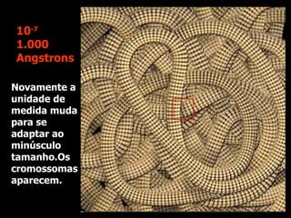 Novamente a unidade de medida muda para se adaptar ao minúsculo tamanho.Os cromossomas aparecem. 10 -7 1.000 Angstrons 