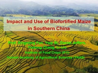Impact and Use of Biofortified Maize
in Southern China
Prof. Xingming Fan, Yaqi Bi, Daniel Jeffers,
Yudong Zhang, Li Liu
Institute of Food Crops (IFC)
Yunnan Academy of Agricultural Sciences (YAAS)
 