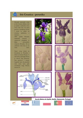 Iris Croatica - perunika
Escola Básica de Apúlia, Apúlia, Esposende, Portugal
Hrvatski nacionalni cvijet
je Iris Croatica (ljiljan), koji
je ujedno i endemska vrsta.
Ovaj cvijet ima svoj puni
procvat u proljetnoj sezoni
i može se vidjeti na
cestama, padinama, u
šumama ...
2000. godine Hrvatska
akademija znanosti i
umjetnosti proglasila je
ljiljan nacionalnim
cvijetom Hrvatske. Iris je
zaštićena vrsta koja se ne
smije brati.
Naziv ovog cvijeta na
hrvatskom je Perunika i
dolazi od imena Peruna. U
slavenskoj mitologiji Perun
je najveći bog panteona,
bog gromova i munja.
Legenda kaže da perunika
raste samo tamo gdje
osvjetljenje boga Peruna
doseže tlo.
Fonte: The Canadian Botanical Association Bulletin, March 2015
 