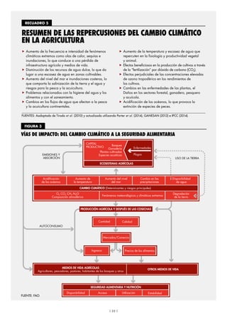   RECUADRO 5 
RESUMEN DE LAS REPERCUSIONES DEL CAMBIO CLIMÁTICO
EN LA AGRICULTURA
„„ Aumento de la frecuencia e intensidad de fenómenos
climáticos extremos como olas de calor, sequías e
inundaciones, lo que conduce a una pérdida de
infraestructura agrícola y medios de vida.
„„ Disminución de los recursos de agua dulce, lo que da
lugar a una escasez de agua en zonas cultivables.
„„ Aumento del nivel del mar e inundaciones costeras, lo
que comporta la salinización de la tierra y el agua y
riesgos para la pesca y la acuicultura.
„„ Problemas relacionados con la higiene del agua y los
alimentos y con el saneamiento.
„„ Cambios en los flujos de agua que afectan a la pesca
y la acuicultura continentales.
„„ Aumento de la temperatura y escasez de agua que
repercuten en la fisiología y productividad vegetal
y animal.
„„ Efectos beneficiosos en la producción de cultivos a través
de la “fertilización” por dióxido de carbono (CO2).
„„ Efectos perjudiciales de las concentraciones elevadas
de ozono troposférico en los rendimientos de
los cultivos.
„„ Cambios en las enfermedades de las plantas, el
Daños en los sectores forestal, ganadero, pesquero
y acuícola.
„„ Acidificación de los océanos, lo que provoca la
extinción de especies de peces.
FUENTES: Aadaptado de Tirado et al. (2010) y actualizado utilizando Porter et al. (2014), GANESAN (2012) e IPCC (2014).
  FIGURA 3 
VÍAS DE IMPACTO: DEL CAMBIO CLIMÁTICO A LA SEGURIDAD ALIMENTARIA
FUENTE: FAO.
USO DE LA TIERRA
EMISIONES Y
ABSORCIÓN
AUTOCONSUMO
PRODUCCIÓN AGRÍCOLA Y DESPUÉS DE LAS COSECHAS
Cantidad Calidad
Mercados/Comercio
Ingresos Precios de los alimentos
CAMBIO CLIMÁTICO (Determinantes y riesgos principales)
Disponibilidad Acceso Utilización Estabilidad
SEGURIDAD ALIMENTARIA Y NUTRICIÓN
ECOSISTEMAS AGRÍCOLAS
Bosques
Ganadería
Plantas cultivadas
Especies acuáticas
Enfermedades
Plagas
CAPITAL
PRODUCTIVO
Acidiﬁcación
de los océanos
Aumento de
la temperatura
Aumento del nivel
del mar
Cambio en las
precipitaciones
Disponibilidad
de agua
O2 CO2 CH4 N2O
Composición atmosférica
Fenómenos meteorológicos y climáticos extremos
Degradación
de la tierra
MEDIOS DE VIDA AGRÍCOLAS
Agricultores, pescadores, pastores, habitantes de los bosques y otros
OTROS MEDIOS DE VIDA
| 25 |
 