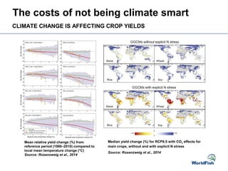 CLIMATE CHANGE IS AFFECTING CROP YIELDS
Mean relative yield change (%) from
reference period (1980–2010) compared to
local mean temperature change (°C)
Source: Rosenzweig et al., 2014
Median yield change (%) for RCP8.5 with CO2 effects for
main crops, without and with explicit N stress
Source: Rosenzweig et al., 2014
The costs of not being climate smart
 