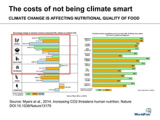 Source: Myers et al., 2014. Increasing CO2 threatens human nutrition. Nature
DOI:10.1038/Nature13179
The costs of not being climate smart
CLIMATE CHANGE IS AFFECTING NUTRITIONAL QUALITY OF FOOD
 