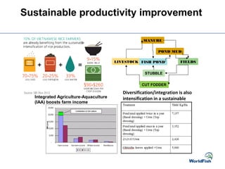 Sustainable productivity improvement
Diversification/integration is also
intensification in a sustainable
way
MANURE
FIELDS
CUT FODDER
LIVESTOCK FISH POND
STUBBLE
POND MUD
Integrated Agriculture-Aquaculture
(IAA) boosts farm income
 