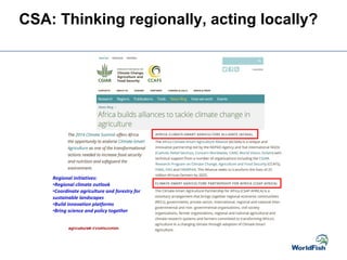 Regional initiatives:
•Regional climate outlook
•Coordinate agriculture and forestry for
sustainable landscapes
•Build innovation platforms
•Bring science and policy together
CSA: Thinking regionally, acting locally?
 