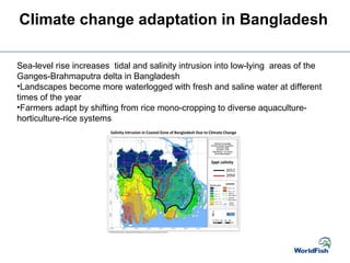 Sea-level rise increases tidal and salinity intrusion into low-lying areas of the
Ganges-Brahmaputra delta in Bangladesh
•Landscapes become more waterlogged with fresh and saline water at different
times of the year
•Farmers adapt by shifting from rice mono-cropping to diverse aquaculture-
horticulture-rice systems
Climate change adaptation in Bangladesh
 