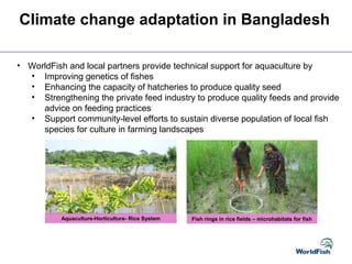 Aquaculture-Horticulture- Rice System Fish rings in rice fields – microhabitats for fish
Climate change adaptation in Bangladesh
• WorldFish and local partners provide technical support for aquaculture by
• Improving genetics of fishes
• Enhancing the capacity of hatcheries to produce quality seed
• Strengthening the private feed industry to produce quality feeds and provide
advice on feeding practices
• Support community-level efforts to sustain diverse population of local fish
species for culture in farming landscapes
 