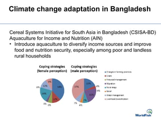 Climate change adaptation in Bangladesh
Cereal Systems Initiative for South Asia in Bangladesh (CSISA-BD)
Aquaculture for Income and Nutrition (AIN)
• Introduce aquaculture to diversify income sources and improve
food and nutrition security, especially among poor and landless
rural households
 