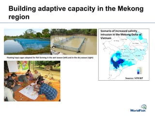 Building adaptive capacity in the Mekong
region
Scenario of increased salinity
intrusion in the Mekong Delta of
Vietnam
Source: SIWRP
Floating hapa cages adapted for fish farming in the wet season (left) and in the dry season (right)
 