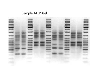 Application of Genetic Analyzer in AFLP Technique | PDF