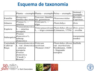 U. Ruth Charrondiere
Esquema de taxonomia
Planta – exemploPlanta – exemplo Peixe – exemplo
Animal –
exemplo
Família
Rosaceae–
família das rosas
Poaceae–família
das gramíneas
Pleuronectidae
Bovidae
Caprinae
Gênero
Prunus L. –
ameixa
Triticum L. –
trigo
Platichthys Ovis
Espécie
Prunusdomestica
L. – ameixa
europeia
Triticumaestivum
L. – trigo comum
Platichthys flesus
(Linnaeus, 1758)
Ovis aries
– ovelha
Subespécie
Prunus
domestica L.
subesp.
domestica
(raramente
usado)
Variedade
Cultivar
Raça
Prunusdomestica
L. var. domestica
– ameixa
europeia
Prunus
domestica
‘Cacak’s
Beauty’
Triticum
aestivum
‘Pioneer 2163’
Platichthys flesus
var. marmorata
Nordmann, 1840
– linguado
europeu
Suffolk
 