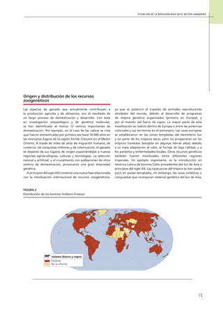 Situación de la biodiverSidad en el Sector ganadero
1
origen y distribución de los recursos
zoogenéticos
Las especies de ganado que actualmente contribuyen a
la producción agrícola y de alimentos, son el resultado de
un largo proceso de domesticación y desarrollo. Con base
en investigación arqueológica y de genética molecular,
se han identificado al menos 12 centros importantes de
domesticación. Por ejemplo, en el caso de las cabras se cree
que fueron domesticadas por primera vez hace 10 000 años en
las montañas Zagros de la región Fertile Crescent en el Medio
Oriente. A través de miles de años de migración humana, de
comercio, de conquistas militares y de colonización, el ganado
se dispersó de sus lugares de origen exponiéndolas a nuevas
regiones agroecológicas, culturas y tecnologías. La selección
natural y artificial, y el cruzamiento con poblaciones de otros
centros de domesticación, provocaron una gran diversidad
genética.
AprincipiosdelsigloXIXcomenzóunanuevafaserelacionada
con la movilización internacional de recursos zoogenéticos,
ya que se potenció el traslado de animales reproductores
alrededor del mundo, debido al desarrollo de programas
de mejora genética organizados (primero en Europa), y
por el invento del barco de vapor. La mayor parte de esta
movilización se realizó dentro de Europa o entre las potencias
coloniales y sus territorios en el extranjero. Las razas europeas
se establecieron en las zonas templadas del Hemisferio Sur
y en parte de los trópicos secos, pero no prosperaron en los
trópicos húmedos (excepto en algunas tierras altas) debido
a su mala adaptación al calor, al forraje de baja calidad, y a
los parásitos y enfermedades locales. Otros recursos genéticos
también fueron movilizados entre diferentes regiones
tropicales. Un ejemplo importante, es la introducción en
América Latina de bovinos Cebú procedentes del Sur de Asia a
principios del siglo XX. Las razas puras del trópico se han usado
poco en países templados, sin embargo, las razas sintéticas o
compuestas que incorporan material genético del Sur de Asia,
Figura 2
Distribución de los bovinos Holstein-Friesian
Holstein (blanco y negro)
Presente
No se informó
 
