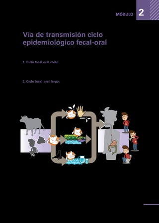 Enfermedades
transmitidas
por
los
alimentos
35
MÓDULO 2
Vía de transmisión ciclo
epidemiológico fecal-oral
Este ciclo es una de las formas más comunes de trasmitir el patógeno a los
alimentos.
1.	Ciclo fecal oral corto: Se caracteriza cuando una persona enferma de ETA,
o portadora sana, no se lava las manos después de ir al baño y luego manipula
alimentos que son consumidos por otras personas las que posteriormente
se enferman.
2.	Ciclo fecal oral largo: Se caracteriza cuando las materias fecales llegan a
corrientes de agua que se utilizan para el riego de hortalizas o frutas.
Cuando no se hace un lavado y desinfección, se produce la ingestión de
las bacterias patógenas.
 