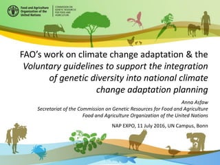 FAO’s work on climate change adaptation & the
Voluntary guidelines to support the integration
of genetic diversity into national climate
change adaptation planning
Anna Asfaw
Secretariat of the Commission on Genetic Resources for Food and Agriculture
Food and Agriculture Organization of the United Nations
NAP EXPO, 11 July 2016, UN Campus, Bonn
 