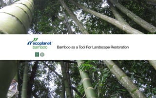 Bamboo as a Tool For Landscape Restoration
 